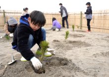 児童がクロマツ植樹　津波被災の保安林再生へ　旭　【大震災ちば１５年】