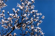 コブシ　花は農作業の目じるしに　川名興　【房総の草木虫魚】（４６３）
