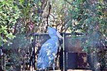 じっと、しずかに、待っててね　千葉市動物公園ハシビロコウ　湿原ゾーン整備で展示休止
