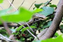 シマヘビ　湿田の稲作文化に依存　成田篤彦　【房総の草木虫魚】（４６４）