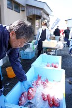 農漁業、価値ある品ずらり　土曜マーケット始動　いすみ　大原漁港