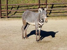 人懐っこい姿が人気　グレビーシマウマ「ライム」天国へ　千葉市動物公園