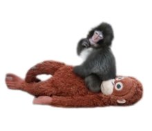 市川市動植物園のニホンザル「パンチ」人気で寄付相談相次ぐ　市が方法まとめ公開、ＬＩＮＥスタンプも緊急発売