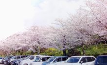 桜の名所で春のひとときを　市原・鶴舞花まつり　２８日から