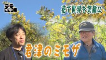 君津は全国有数のミモザ産地に　栽培が盛んな理由は？　気になるあの記事を「ツイセキ！！」　千葉日報×Ｊ：ＣＯＭコラボ第３１弾