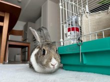 学校から“消えた”ウサギ　ピーク時５００匹　千葉市、飼育ゼロに　小屋で続ける難しさ　教員の負担も重く