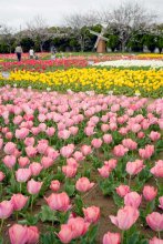 彩り豊かに広がる　市民が植えた５万本、次々と　チューリップ祭り　匝瑳市