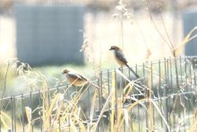 モズ　百舌鳥、愛語る雄に由来　成田篤彦　【房総の草木虫魚】（４６６）