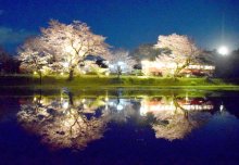 夜桜と小湊鉄道"共演"　水鏡、幻想的にー　市原・飯給駅
