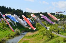 初夏の青空　泳ぐ１２０匹　市原　村田川こいのぼり