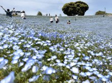 青のじゅうたん、空と溶け合う　ネモフィラ１００万本満開　マザー牧場