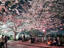 夜桜ライトアップ、夢幻の境地に誘う　木更津・太田山公園