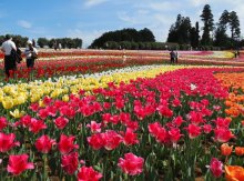 東京ドイツ村、丘一面にチューリップ　色彩美、２６万株