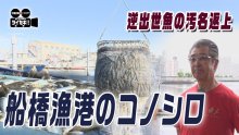 “逆出世魚”の汚名返上へ　船橋漁港のコノシロを活用せよ！　気になるあの記事を「ツイセキ！！」　千葉日報×Ｊ：ＣＯＭコラボ第３２弾