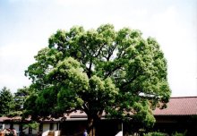 クスノキ　神木の新芽人々を魅了　川名興　【房総の草木虫魚】（４６７）