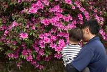 茂原公園でツツジ鮮やか　２、３日「つつじ祭」