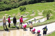 大山千枚田で田植え　鴨川　都市住民と景観守る