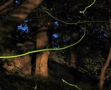 ホタルふわり　子どもたち歓声　君津・大道沢公園