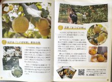 松戸の果物魅力発信　果樹園ガイドマップ作成