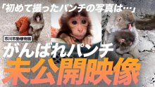 「がんばれパンチ」動画２本が再生回数１００万回突破　市川市制作　自治体発信の動画では異例の多さ