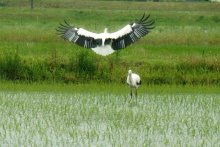いすみにコウノトリ飛来　１年半ぶり、２羽確認は初めて