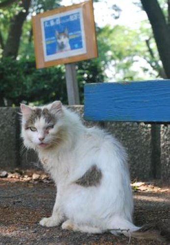 5月23日、かずさ支局発「捨て猫１００匹対応に苦慮　警察、飼い主を書類送検　“評判”広がり後絶たず　袖ケ浦公園」