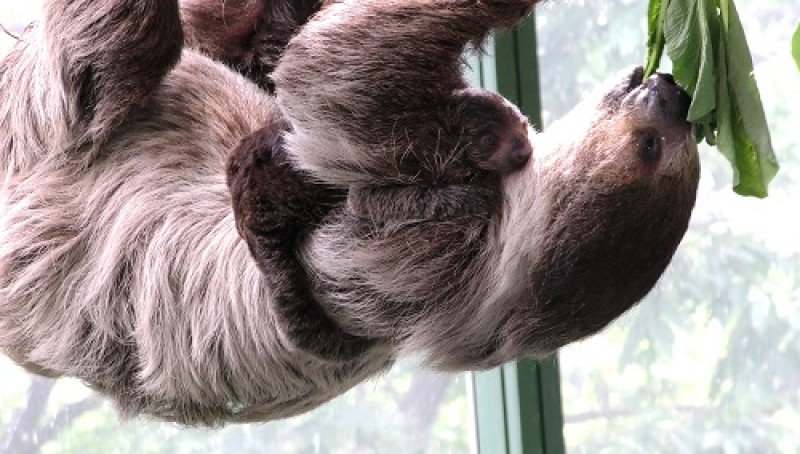 超高齢出産したフタユビナマケモノと母親の腹部にしがみつく赤ちゃん（千葉市動物公園提供）
