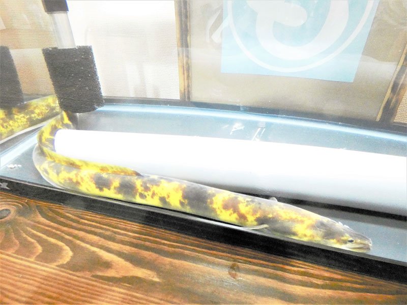 市原さんが釣り上げた、バナナの皮のような黄色と黒のまだら模様のバナナウナギ。体長は約５５センチ
