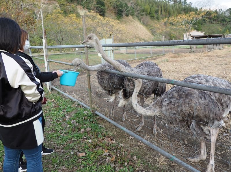 ダチョウに餌をやりながら閉園を惜しむ来園者＝袖ケ浦市