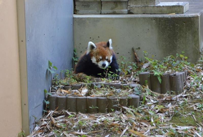 レッサーパンダの風太。展示に復帰し来園者に元気な姿を見せた＝５月１０日、若葉区の千葉市動物公園
