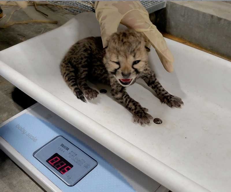 ８日夜に生まれたチーターの赤ちゃん（千葉市動物公園提供）