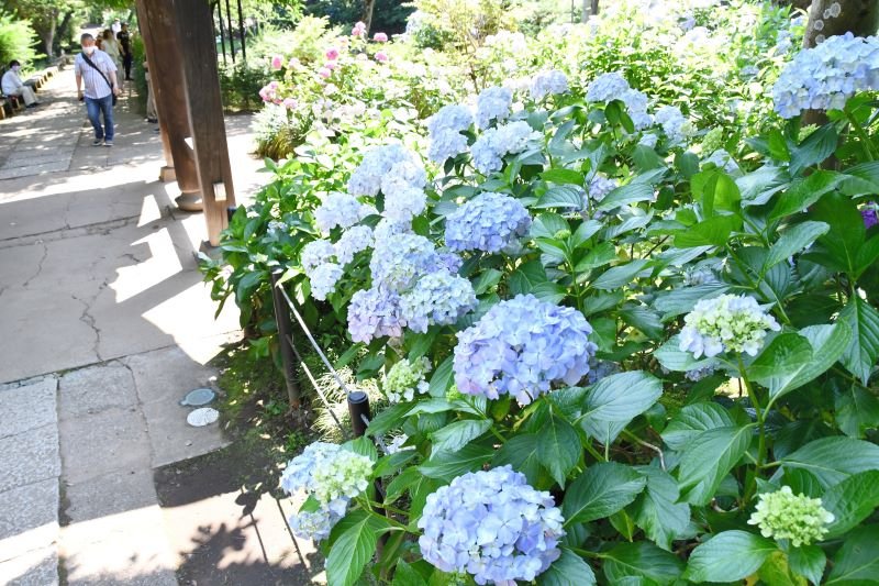 アジサイが咲き誇る境内＝９日、松戸市