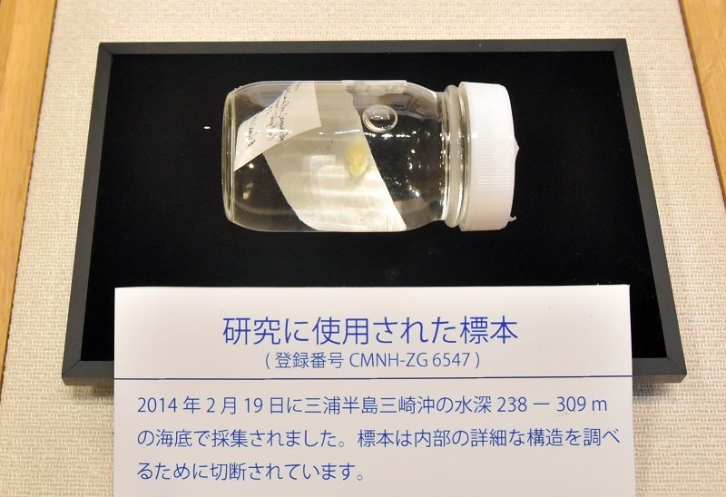 幻のイソギンチャク発見　海の博物館の研究員ら　１００年ぶり確認、標本展示
