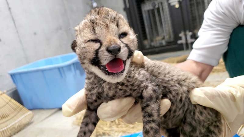 【写真複数あり】すくすく成長　チーターの赤ちゃん６頭、かわいらしい姿を特別公開！　千葉市動物公園