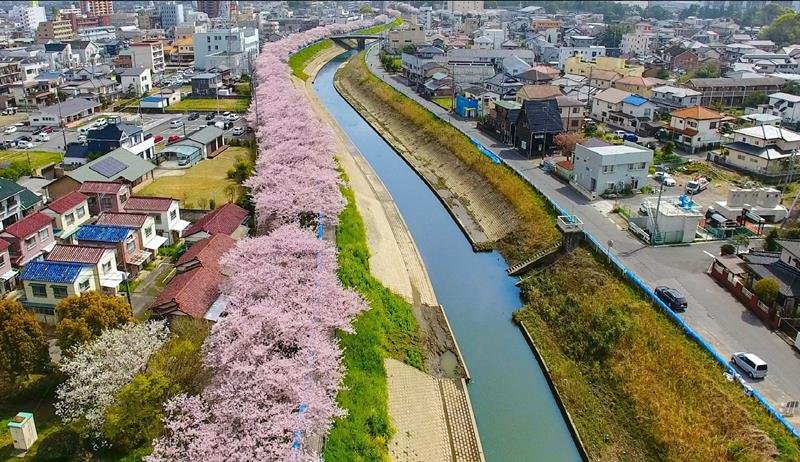 ドローンを使って撮影した一宮川の桜（茂原市観光協会提供）
