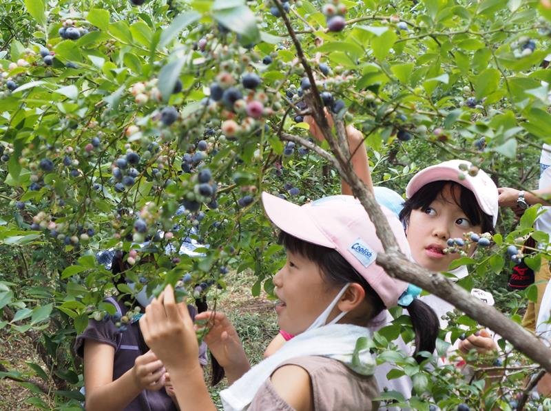鈴なりの完熟ブルーベリーを摘み取る子どもたち＝１７日、木更津市
