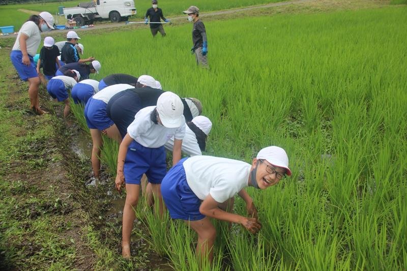 田んぼで草取りを行う米沢小の児童＝神崎町
