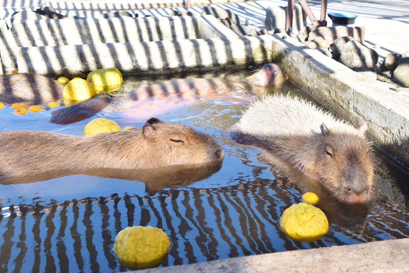 冬至のゆず湯を楽しむカピバラたち＝２２日、館山市のアロハガーデンたてやま