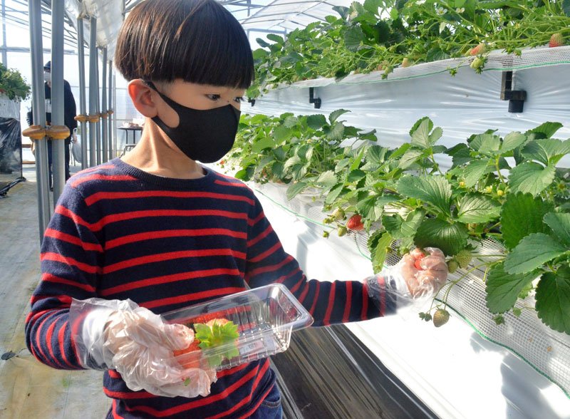 イチゴ狩りを楽しむ子ども＝２６日、東金市
