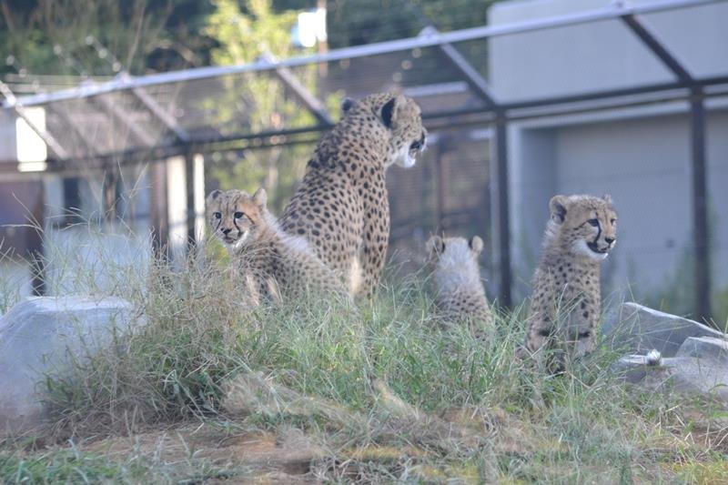 ６月に生まれたチーターの六つ子。元気いっぱいに走り回るチーターの子どもたちになかなかピントが合わず撮影に苦心した＝９月２２日、千葉市若葉区の市動物公園（佐藤楓記者撮影）
