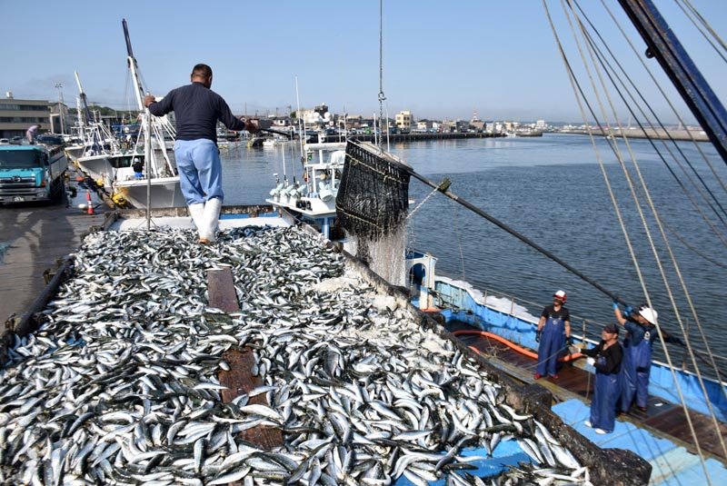 銚子漁港、１１年連続の水揚げ量日本一　イワシとサバ好調　サンマは記録的不漁
