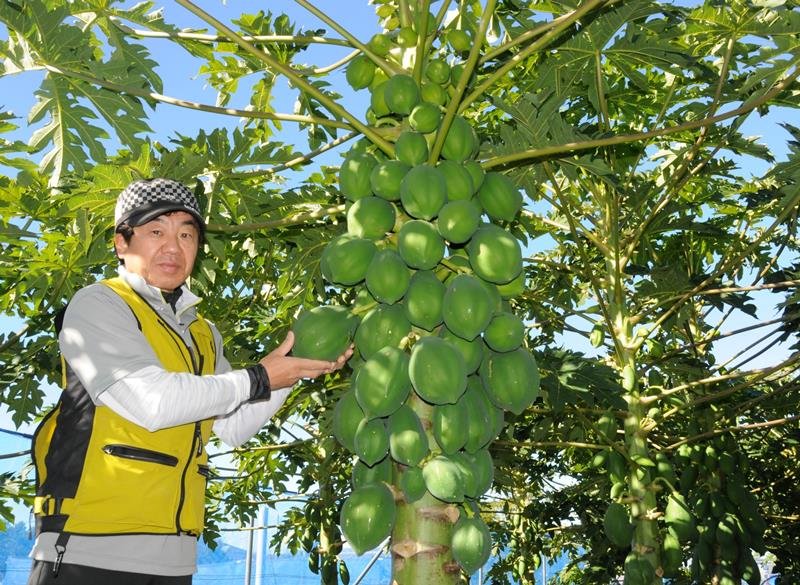 鈴なりに実った青パパイアを手に取る「合同会社カネタ」代表社員の大野さん＝市原市のミセンガ・パパイア・ファーム
