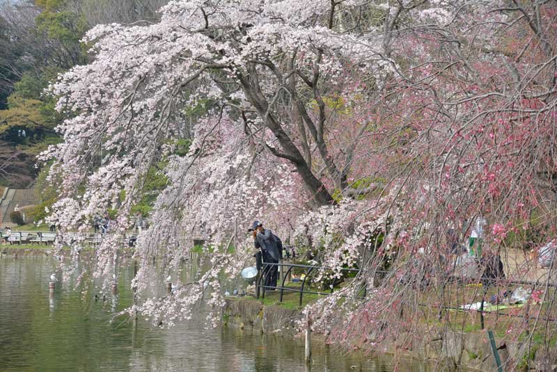 ２０１８年に撮影された桜が満開となった千葉公園の光景