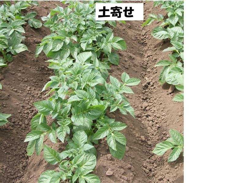 まずは品種選択　土寄せが大切　ジャガイモの作り方　風間龍夫　【野菜レッスン】（１２７）