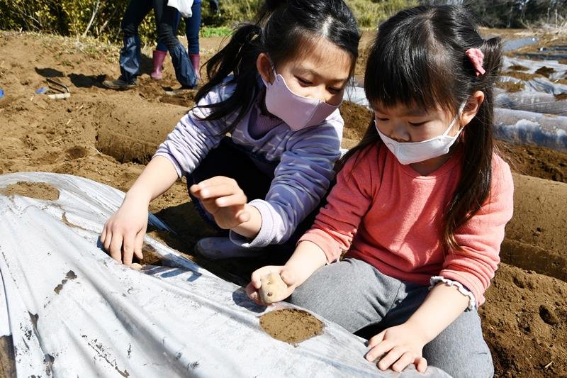 ジャガイモの植え付けを体験する姉妹＝１２日、多古町

