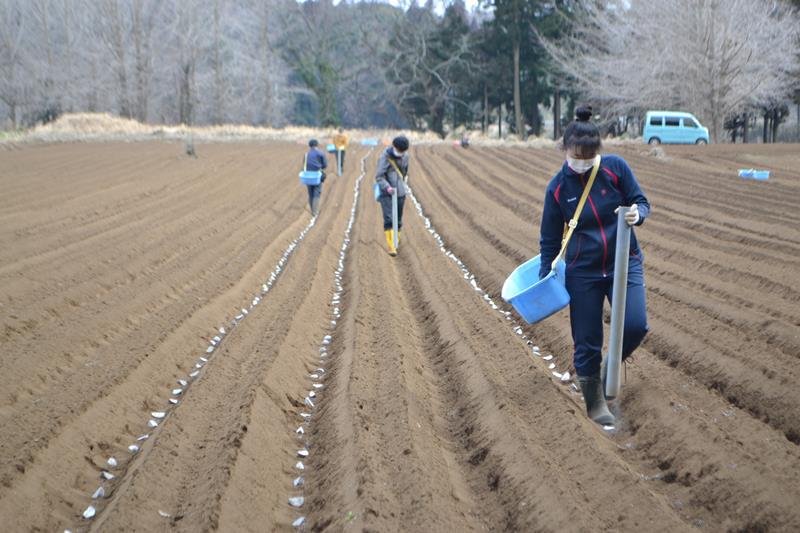 畑にジャガイモを植える作業をするおてつたび参加者＝千葉市若葉区の吉田農園

