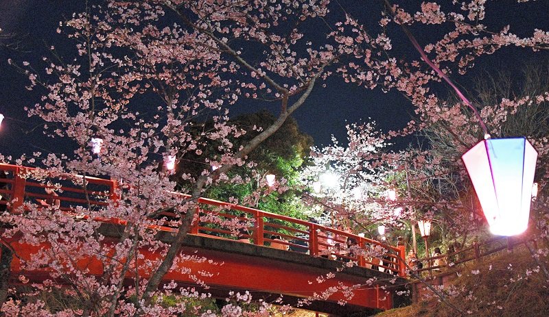 夜間はぼんぼりでライトアップされている小見川城山公園の桜＝香取市