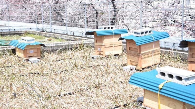 千商大生、養蜂で緑化目指す　「地産地消」商品開発も　市川・国府台キャンパス