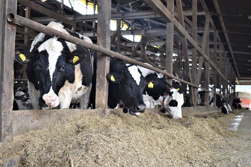 最新搾乳ロボで作業効率化　人手増やさず事業拡大　四街道・若月牧場