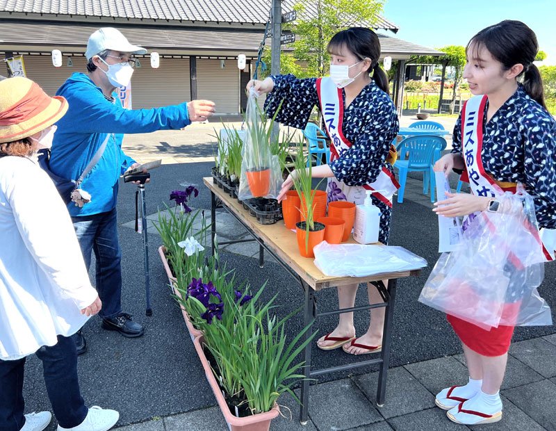 ハナショウブ涼しげに咲き誇る　「あやめ祭り」開幕　香取・水郷佐原あやめパーク